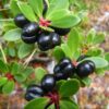 Tasmanian Pepper Berry - An Australian Spice - Image 2