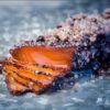 Tasmanian Pepper Berry - An Australian Spice - Image 8